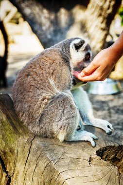Ring-Tailed Lemur Lemur Catta safari Park