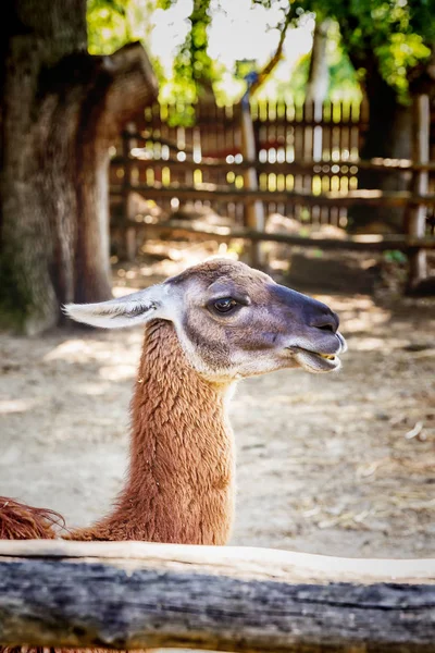 Lama dans l'enceinte — Photo