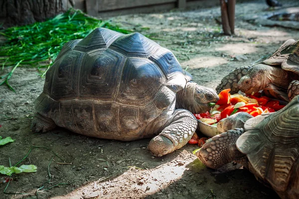 Schildkröten fressen Gemüse im Safaripark Zoo — Stockfoto