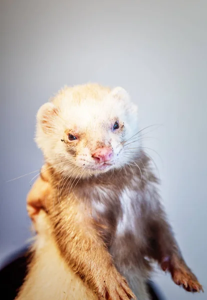 Furetto con museruola fangosa — Foto Stock