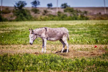 Yeşil çayır üzerinde şirin eşek