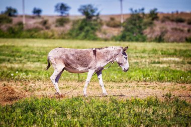 Yeşil çayır üzerinde şirin eşek