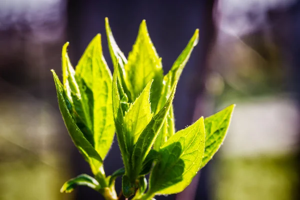 Primer plano vista de la naturaleza de las hojas verdes — Foto de Stock