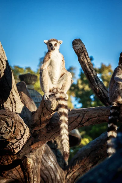 Lemur Catta dalla coda ad anello nel safari-park — Foto Stock