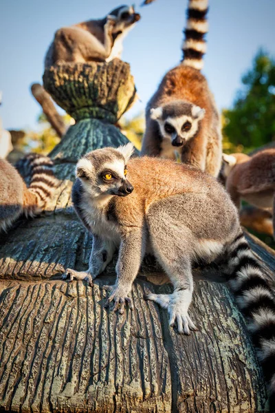 サファリ公園でワオキツネザル, キツネザル Lemur Catta — ストック写真