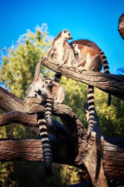 Ring-Tailed Lemur Lemur Catta safari Park