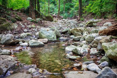 Dağ nehri yeşil ormandan akıyor.
