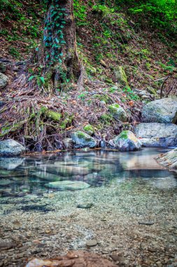 Dağ nehri yeşil ormandan akıyor.