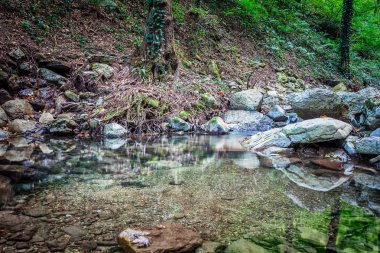 Dağ nehri yeşil ormandan akıyor.