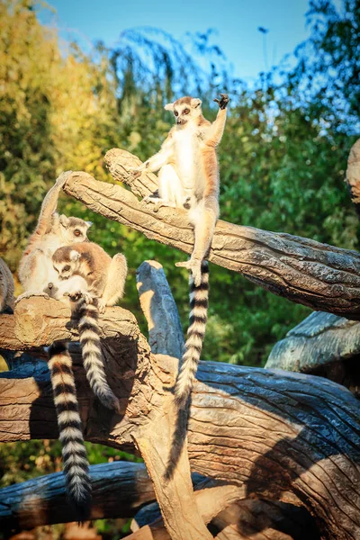 サファリ公園でワオキツネザル, キツネザル Lemur Catta — ストック写真