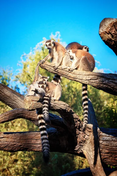 Lemur Lemur Catta de cauda anelada no parque de safári — Fotografia de Stock