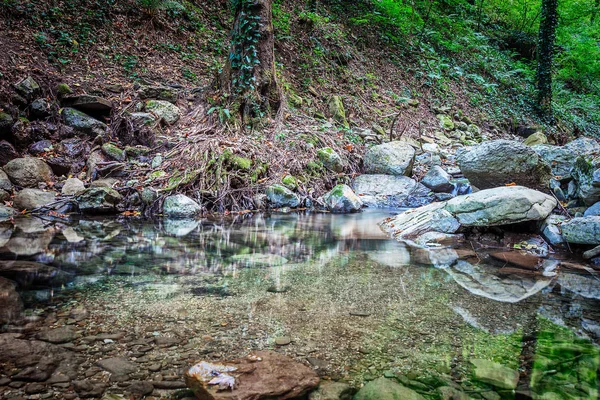 Dağ nehri yeşil ormandan akıyor.