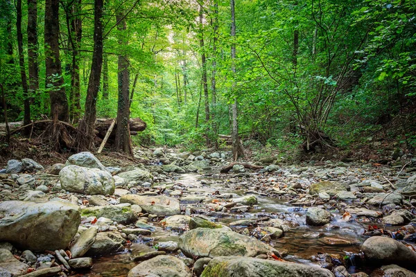 Fiume di montagna che scorre attraverso la foresta verde Immagine Stock