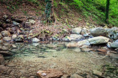Dağ nehri yeşil ormandan akıyor.