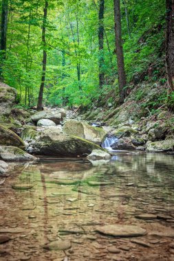 Dağ nehri yeşil ormandan akıyor.