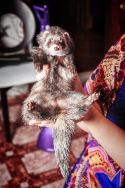Portrait of ferret sitting on womans hand and looking forward. clipart
