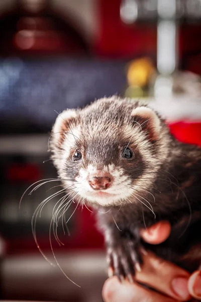 Portrait of ferret sitting in womans hand and looking forward. — Stock Photo, Image