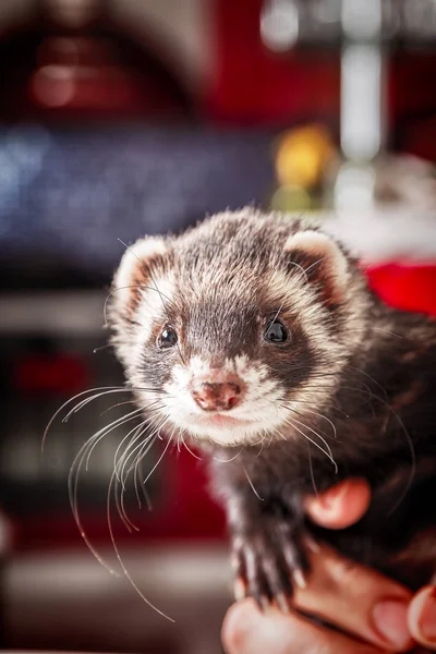 Portret van ferret in dames hand zitten en kijken ernaar uit. — Stockfoto