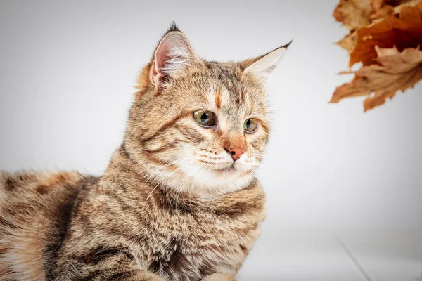 Retrato de adorable gato tabby gris con ojos verdes —  Fotos de Stock