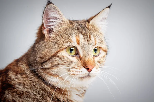 Portrait of adorable grey tabby cat with green eyes — Stock Photo, Image