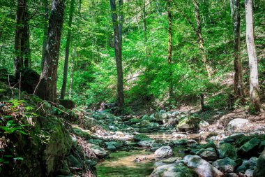 Dağ nehri yeşil ormandan akıyor.