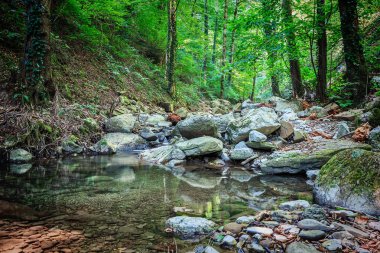 Dağ nehri yeşil ormandan akıyor.