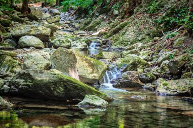 Dağ nehri yeşil ormandan akıyor.