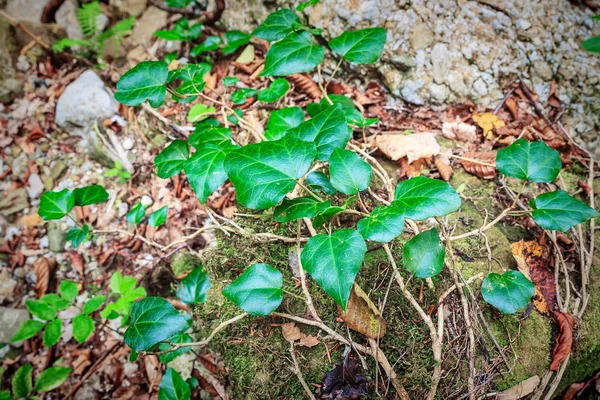 Stromy s ivy v zeleném lese — Stock fotografie