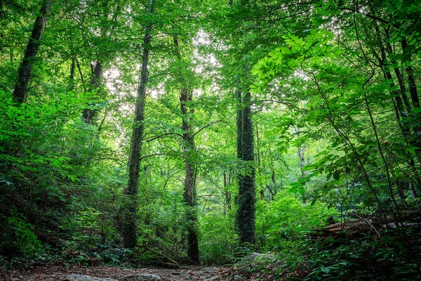 Montanha floresta verde — Fotografia de Stock