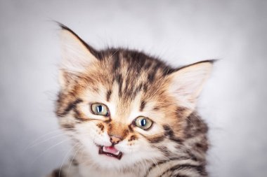 Küçük tabby yavru kedi portre kadar kapatın