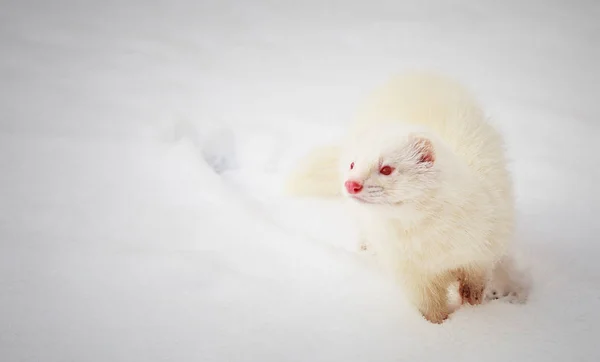 Witte albino ferret spelen in de sneeuw — Stockfoto