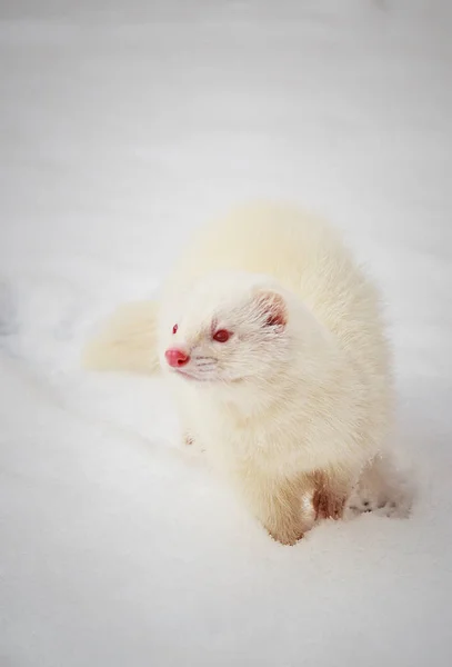 Weißes Albino-Frettchen spielt im Schnee — Stockfoto