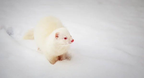 Weißes Albino-Frettchen spielt im Schnee — Stockfoto