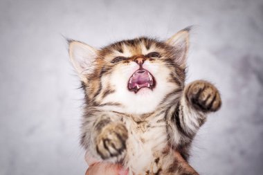 Bir küçük mewing tabby yavru kedi, portresi yakın çekim