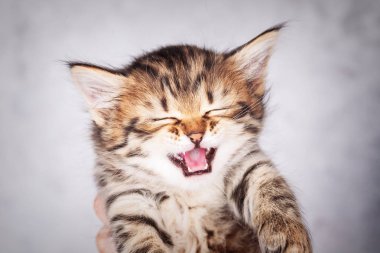 Küçük tabby yavru kedi portre kadar kapatın
