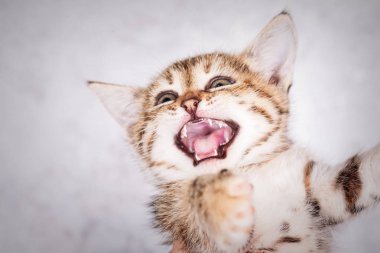 Küçük tabby yavru kedi portre kadar kapatın