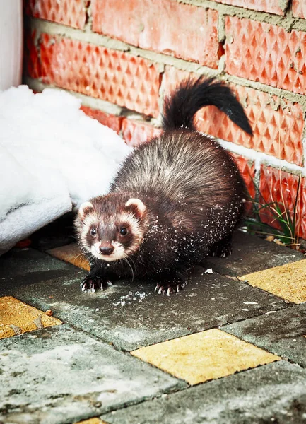 Mustela putorius furo, chůze ve sněhu — Stock fotografie