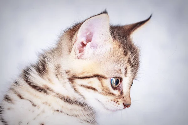 Portret van een kleine tabby kitten close-up — Stockfoto