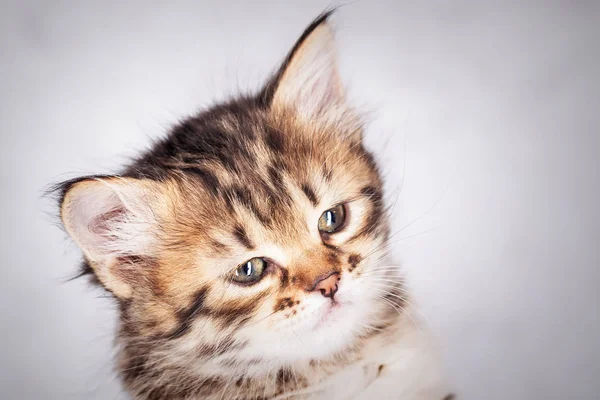 Nahaufnahme Porträt eines kleinen gestromten Kätzchens — Stockfoto