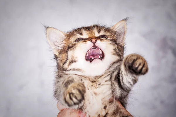 Porträt Eines Kleinen Miauenden Gestromten Kätzchens Nahaufnahme — Stockfoto