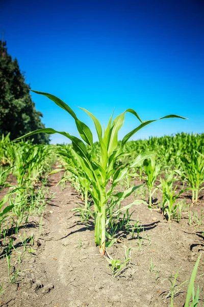 Молодой зеленый кукурузы поле под голубым небом — стоковое фото