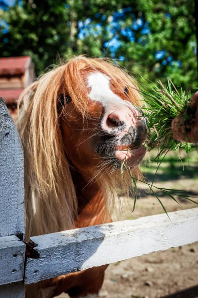 Miniature horse Falabella feeding in the zoo — Stock Photo, Image