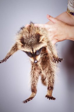 Kadın elinde komik genç rakun