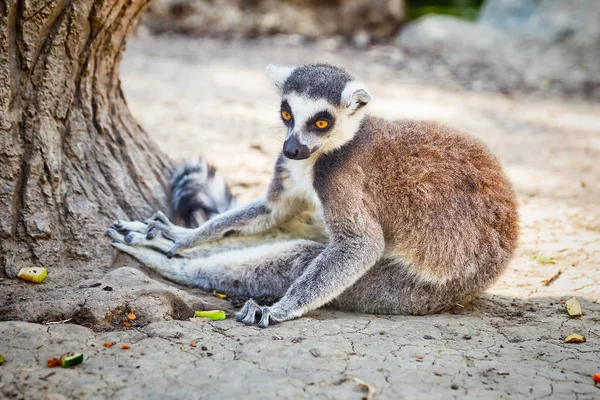 Lemur Lemur Catta no parque de safári — Fotografia de Stock