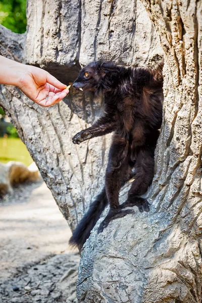 Black Lemur Eulemur macaco nel parco safari — Foto Stock