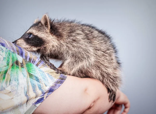 Funny young raccoon in the woman hands — Stock Photo, Image