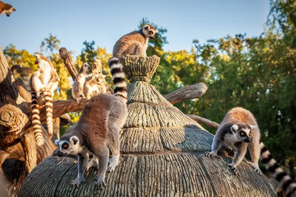 サファリ公園でワオキツネザル, キツネザル Lemur Catta — ストック写真