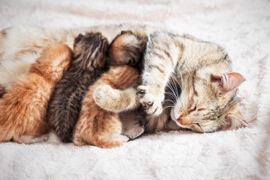Anne kedi bebek yavru kedi Hemşirelik