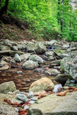 Dağ nehri yeşil ormandan akıyor.