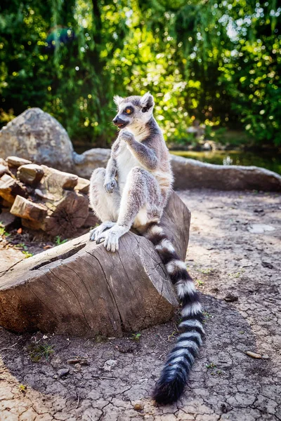 Ogoniasty Lemur Catta Lemur w parku safari — Zdjęcie stockowe